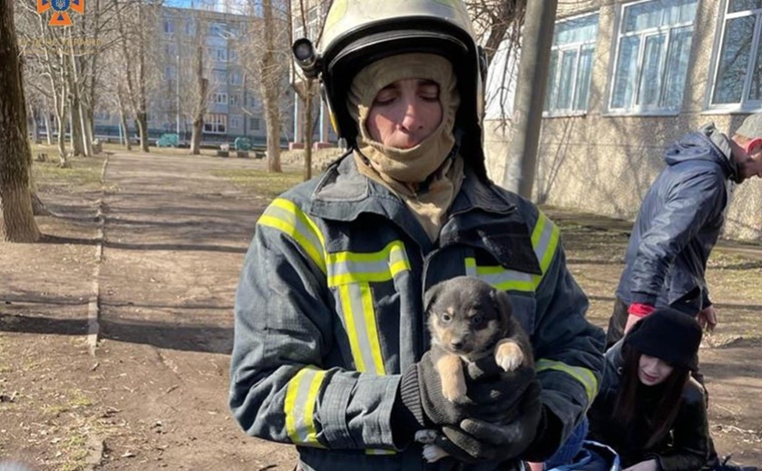 У Покрові рятувальники звільнили беззахисну тварину: деталі