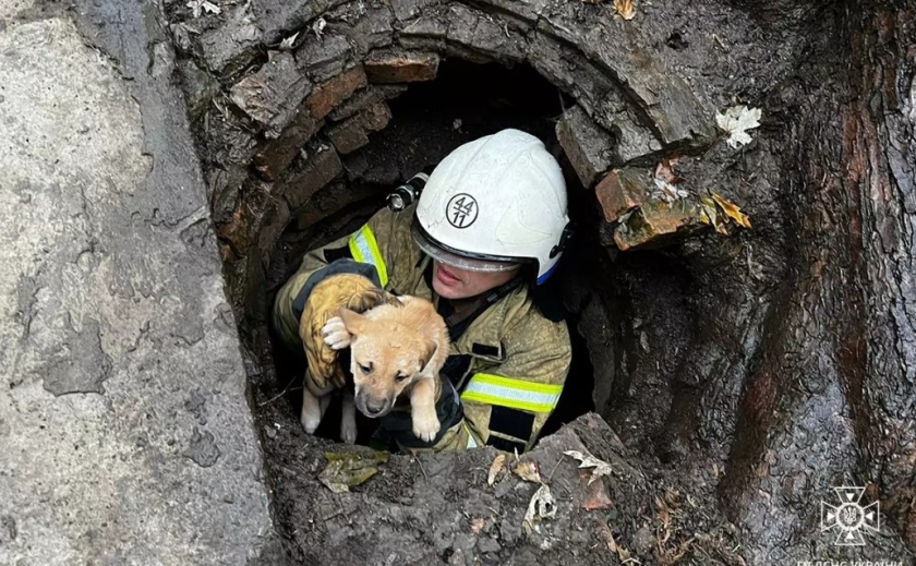 У Покрові рятувальники визволили трьох собак, які впали у відкритий люк