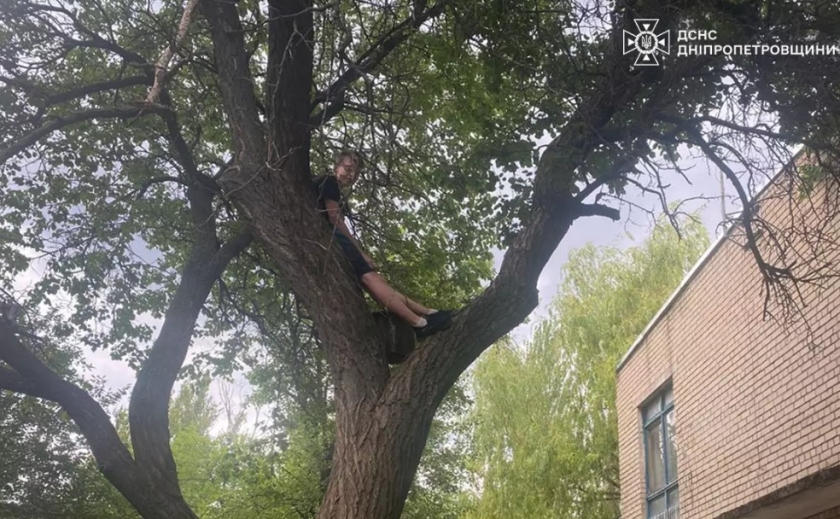У Нікопольському районі надзвичайники зняли з дерева хлопця, який хотів врятувати кошеня